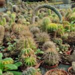 cactus 5