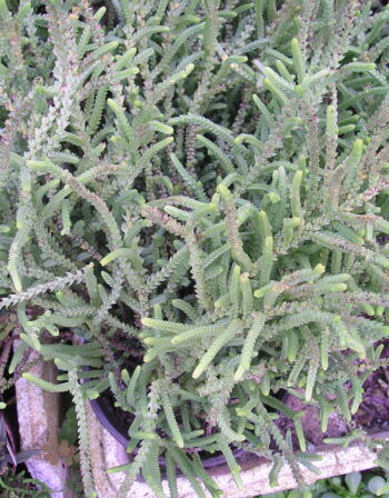 Crassula lycopoïdes Ø 9 cm