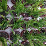 {« capture_mode »: »AutoModule », »faces »:[]}