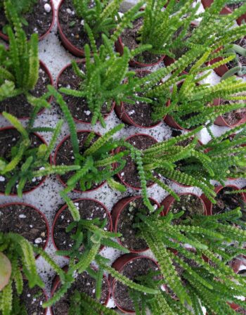 Crassula lycopoïdes ou Crassula muscosa ou queue de souris Ø 5.5 cm