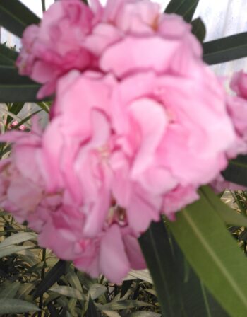 Laurier Rose Splendens 4 litres